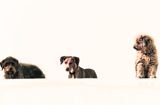 Illustration for article titled Shooting Challenge Pets Gallery 6